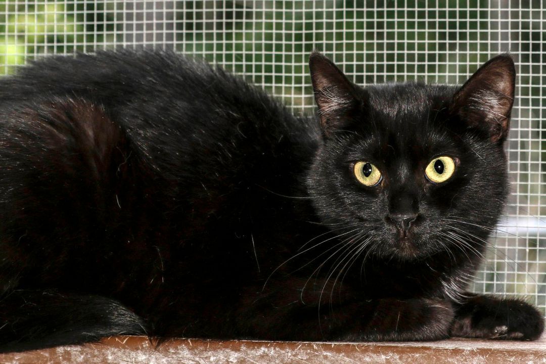 Dinah, an adoptable Domestic Short Hair in Cashiers, NC, 28717 | Photo Image 1