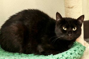 Dinah, Adult Female unknown