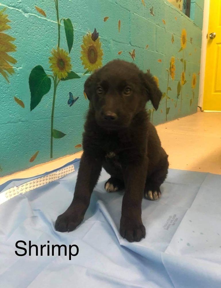 Dog for adoption - Shrimp, a Shepherd & Australian ...