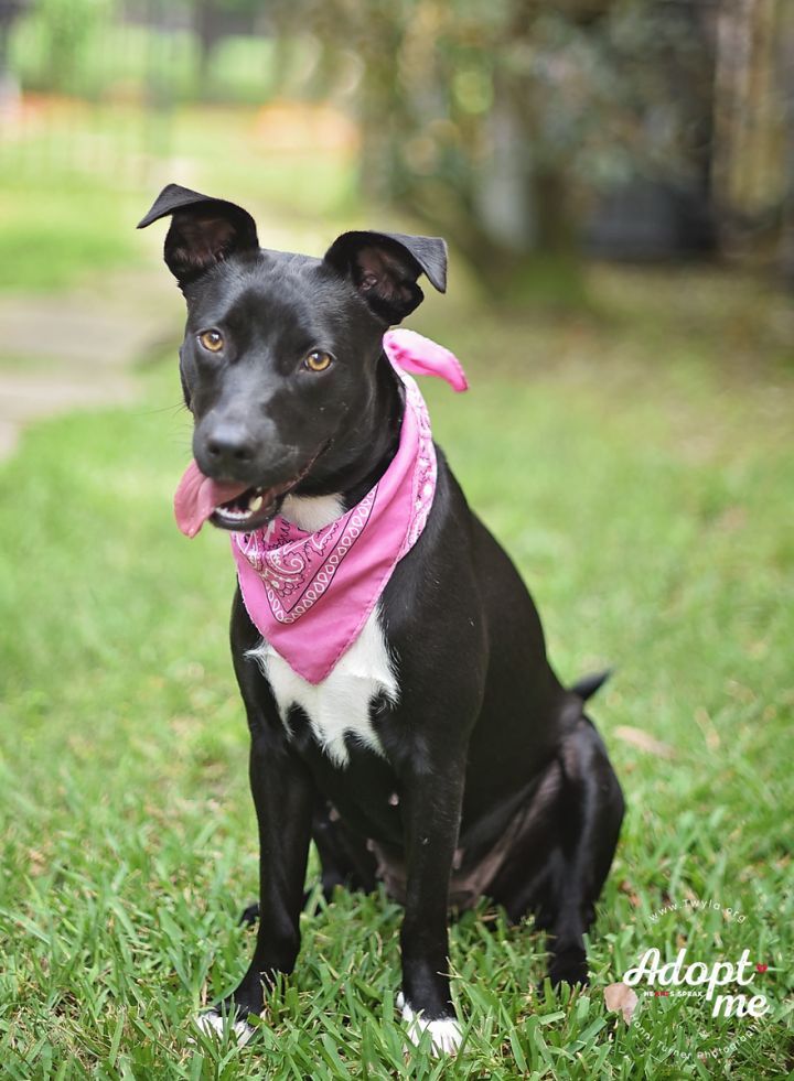 Noodles, an adopted Labrador Retriever Mix in Kingwood, TX_image-4