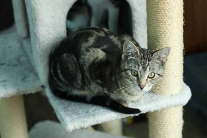 Baxter Poe 0920 bonded w Massey, an adoptable Domestic Short Hair in Troy, MI_image-1