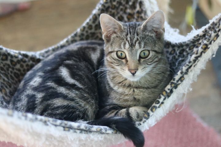 Baxter Poe 0920 bonded w Massey, an adoptable Domestic Short Hair in Troy, MI_image-3