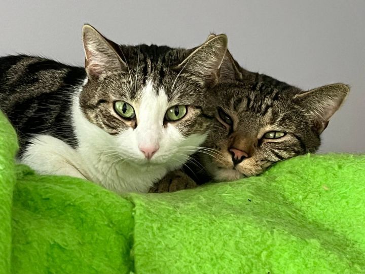 Baxter Poe 0920 bonded w Massey, an adoptable Domestic Short Hair in Troy, MI_image-5