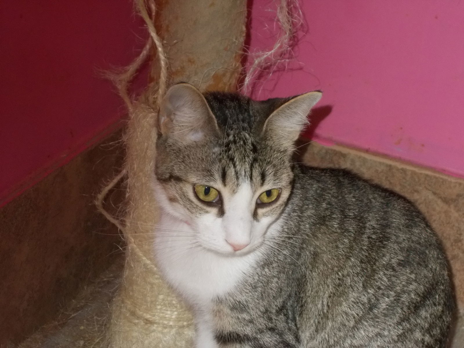 Belinda, an adoptable American Shorthair in Naples, FL, 34116 | Photo Image 1