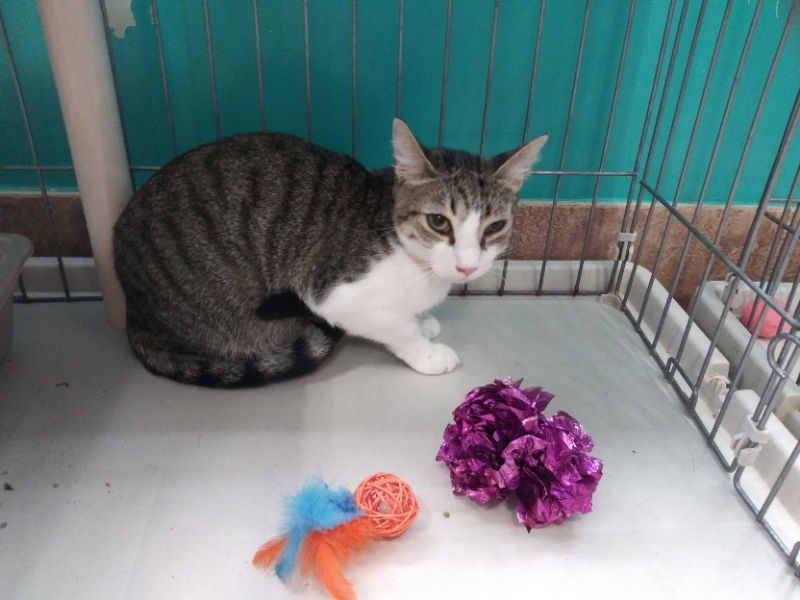 Belinda, an adoptable American Shorthair in Naples, FL, 34116 | Photo Image 2