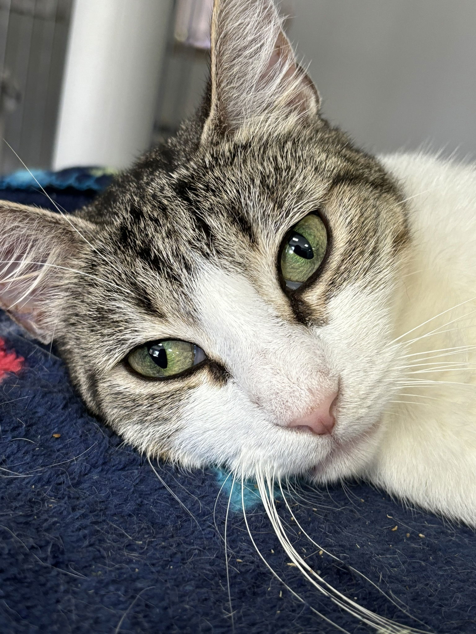 Belinda, an adoptable American Shorthair in Naples, FL, 34116 | Photo Image 2