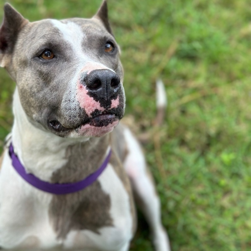 Felicity, an adoptable American Staffordshire Terrier in Palm City, FL, 34990 | Photo Image 1