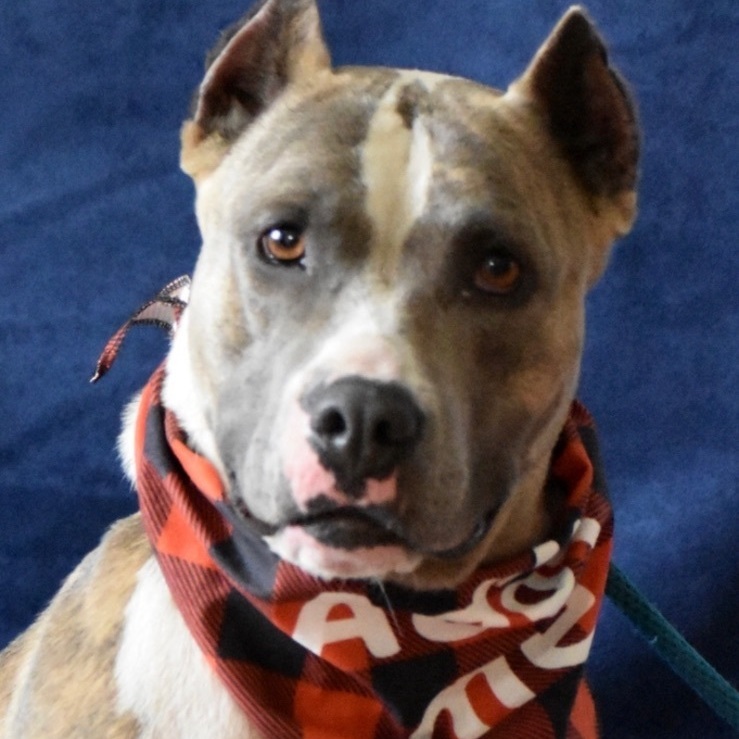 Felicity, an adoptable American Staffordshire Terrier in Palm City, FL, 34990 | Photo Image 3