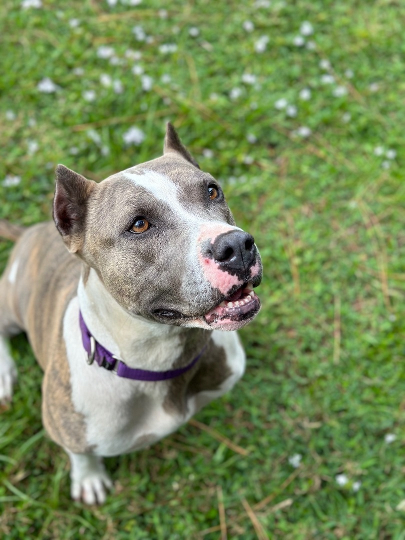 Felicity, an adoptable American Staffordshire Terrier in Palm City, FL, 34990 | Photo Image 4