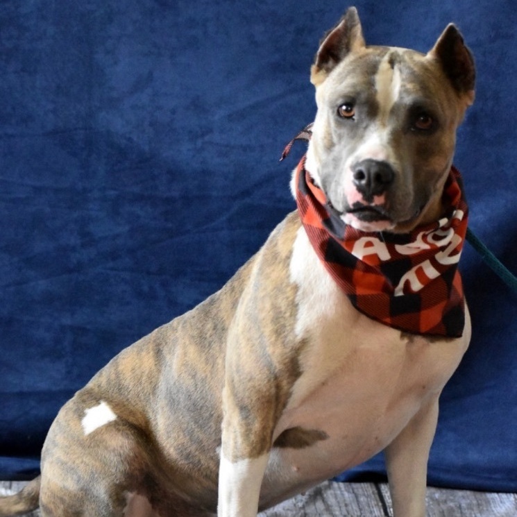 Felicity, an adoptable American Staffordshire Terrier in Palm City, FL, 34990 | Photo Image 5
