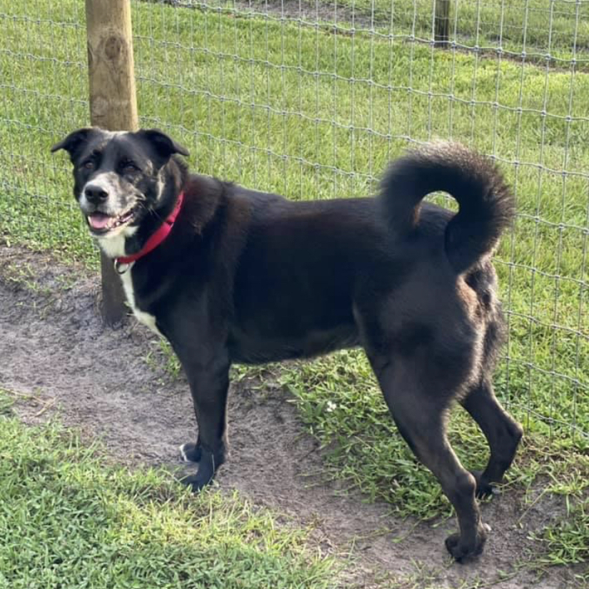Gia, an adoptable Border Collie, German Shepherd Dog in Palm City, FL, 34990 | Photo Image 2
