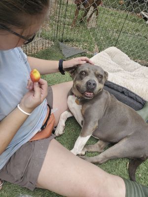 Chula, an adoptable American Staffordshire Terrier Mix in Santa Paula, CA_image-4