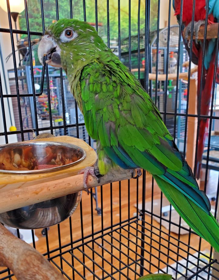 Pixie - Olive Throated Conure 2