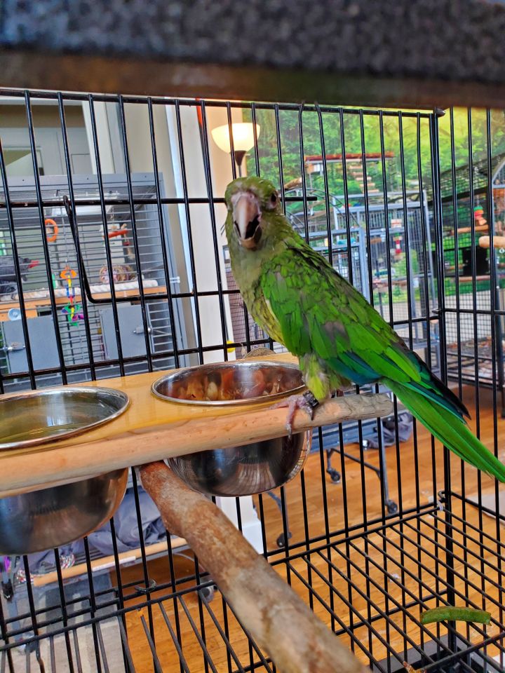 Pixie - Olive Throated Conure 3