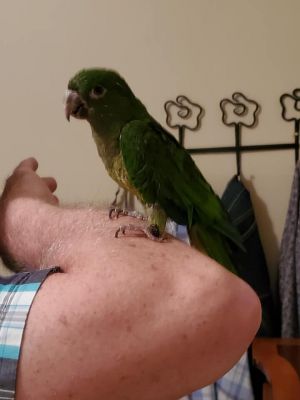 Pixie - Olive Throated Conure