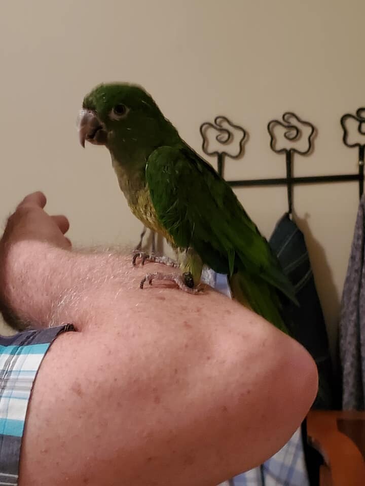 Pixie - Olive Throated Conure, an adoptable Conure in Grand Rapids, MI_image-1
