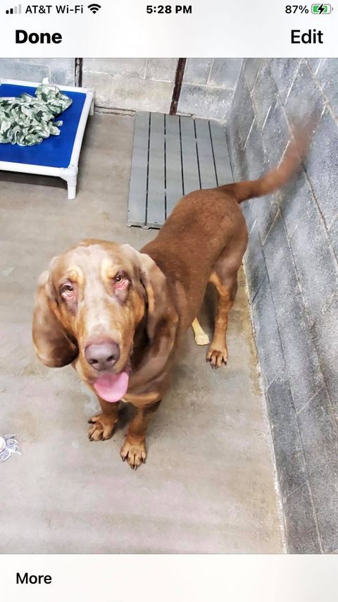 Dog For Adoption Rio A Bloodhound In Dallas Tx Petfinder