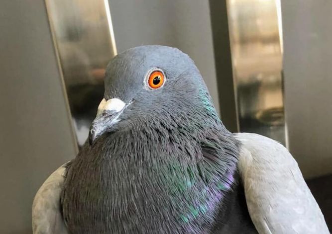 Dove For Adoption Emilio A Pigeon In Chicago Il Petfinder