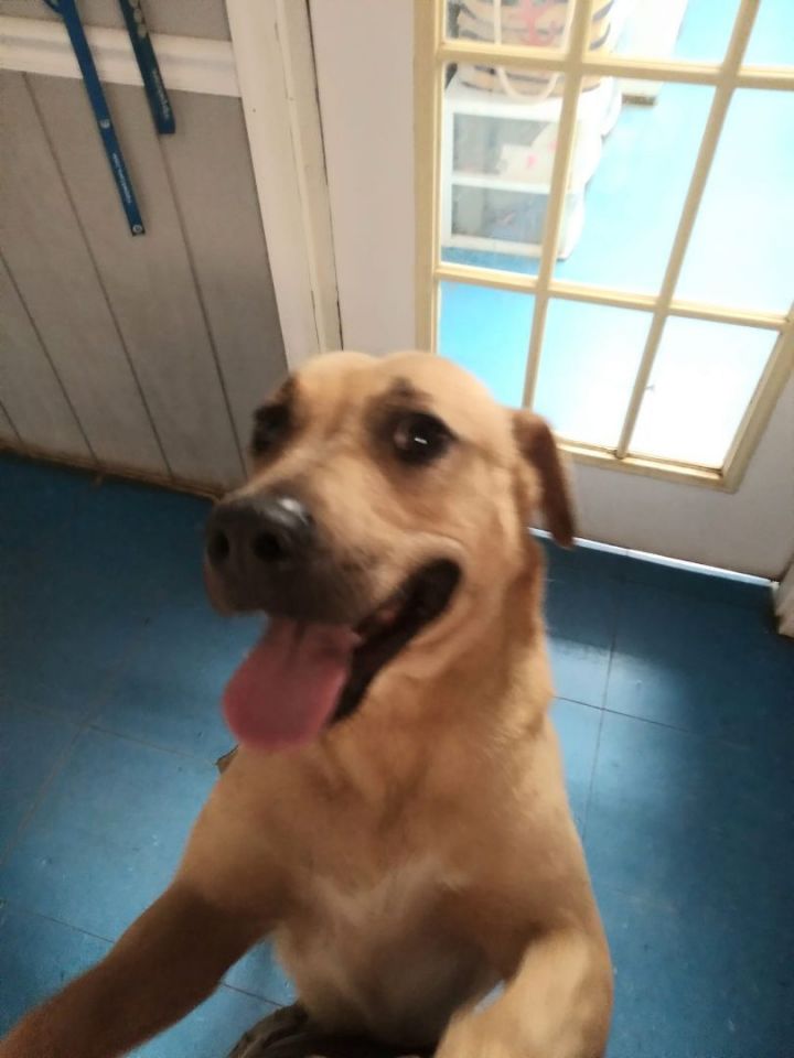Deedi, an adoptable Mixed Breed in Bainbridge, GA_image-3