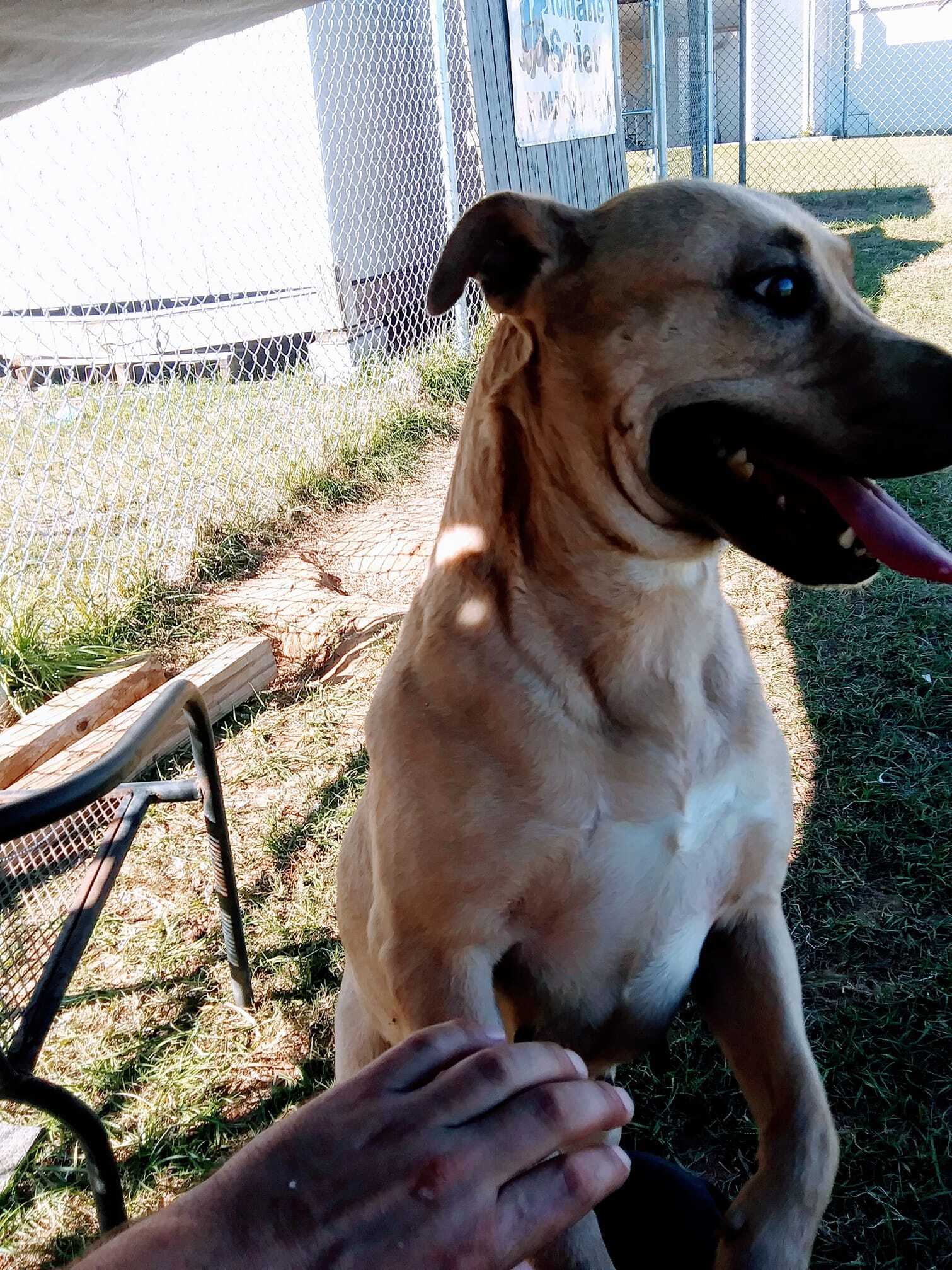 Deedi, an adoptable Mixed Breed in Bainbridge, GA, 39819 | Photo Image 3