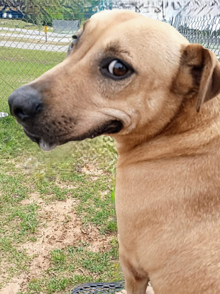 Deedi, an adoptable Mixed Breed in Bainbridge, GA, 39819 | Photo Image 4