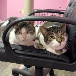 Ted & Damon (bonded pair)