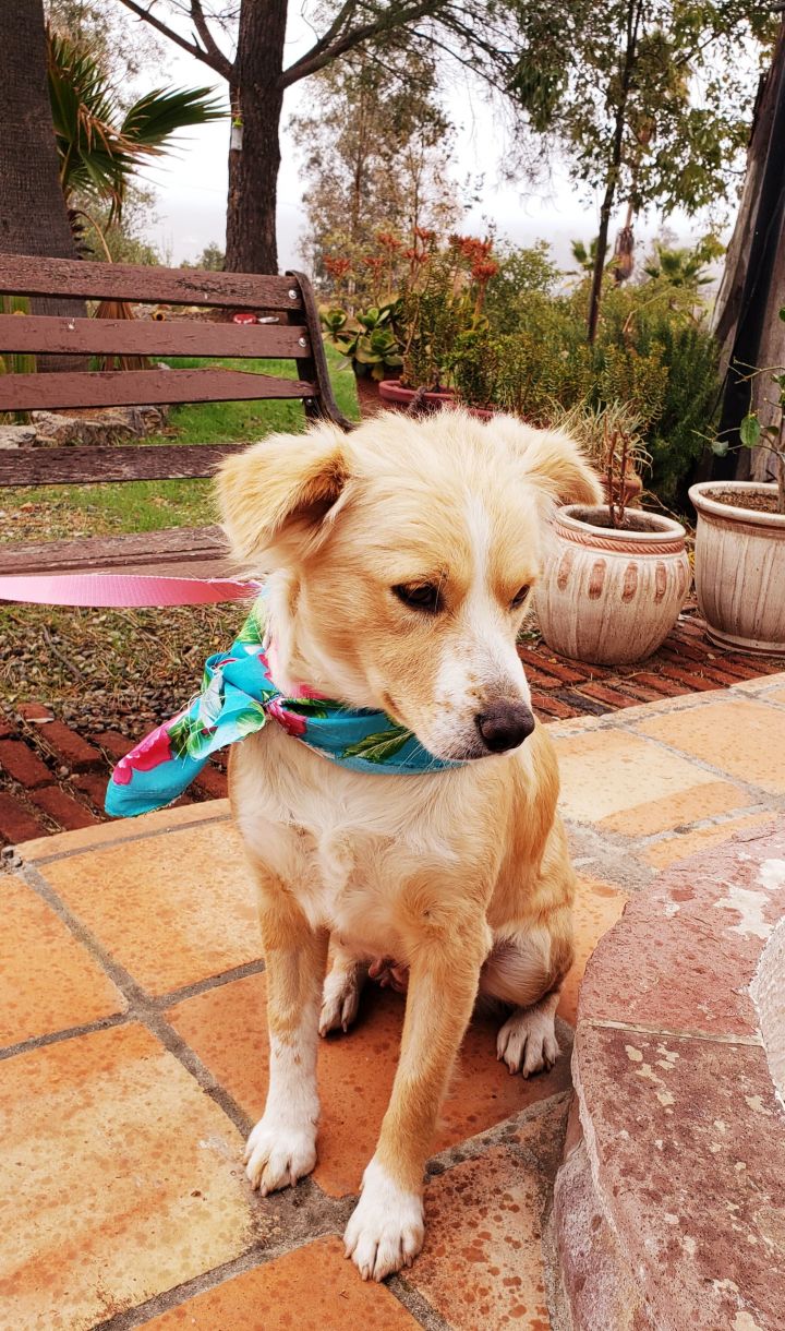 Dog For Adoption Shira Santee San Diego Area A Golden Retriever Mix In San Diego Ca Petfinder