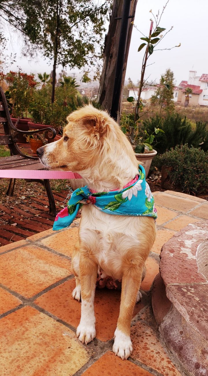 Dog For Adoption Shira Santee San Diego Area A Golden Retriever Mix In San Diego Ca Petfinder