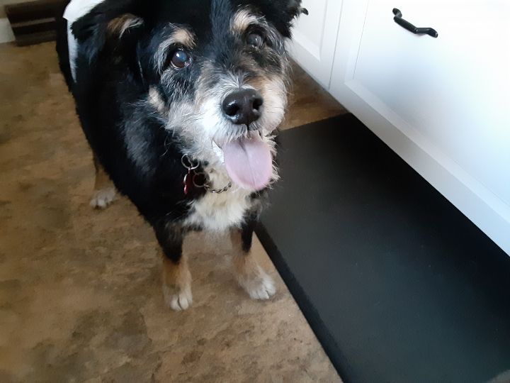 Toby Love, Happiest Old Dog, Ever. 3