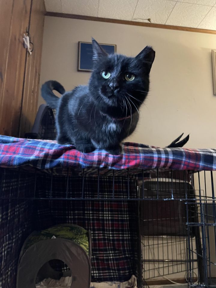 Cat for adoption PomPom, a Domestic Short Hair in Warminster, PA
