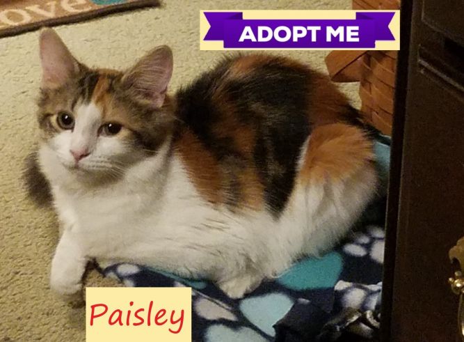 Paisley (Tammy's foster)