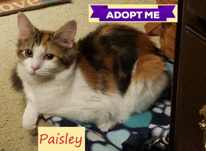 Paisley (Tammy's foster) 1