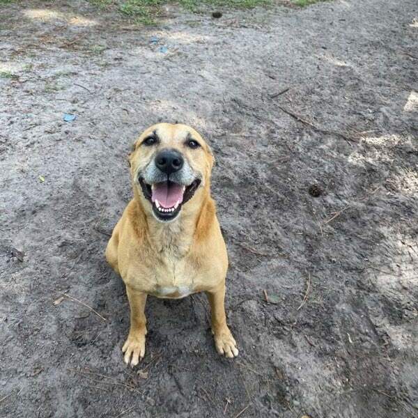 Buddy, an adoptable Labrador Retriever in Palm City, FL, 34990 | Photo Image 2