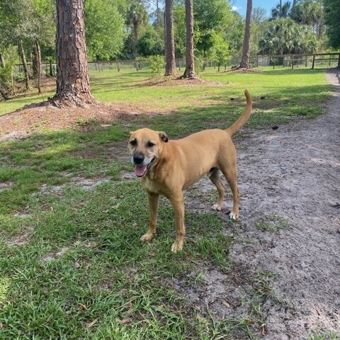 Buddy, an adoptable Labrador Retriever in Palm City, FL, 34990 | Photo Image 3