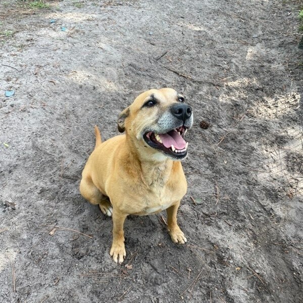 Buddy, an adoptable Labrador Retriever in Palm City, FL, 34990 | Photo Image 4
