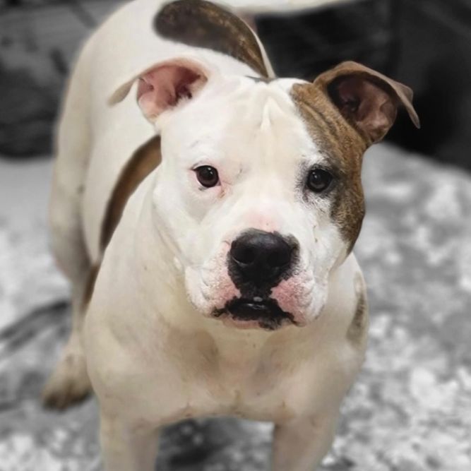 SADIE
