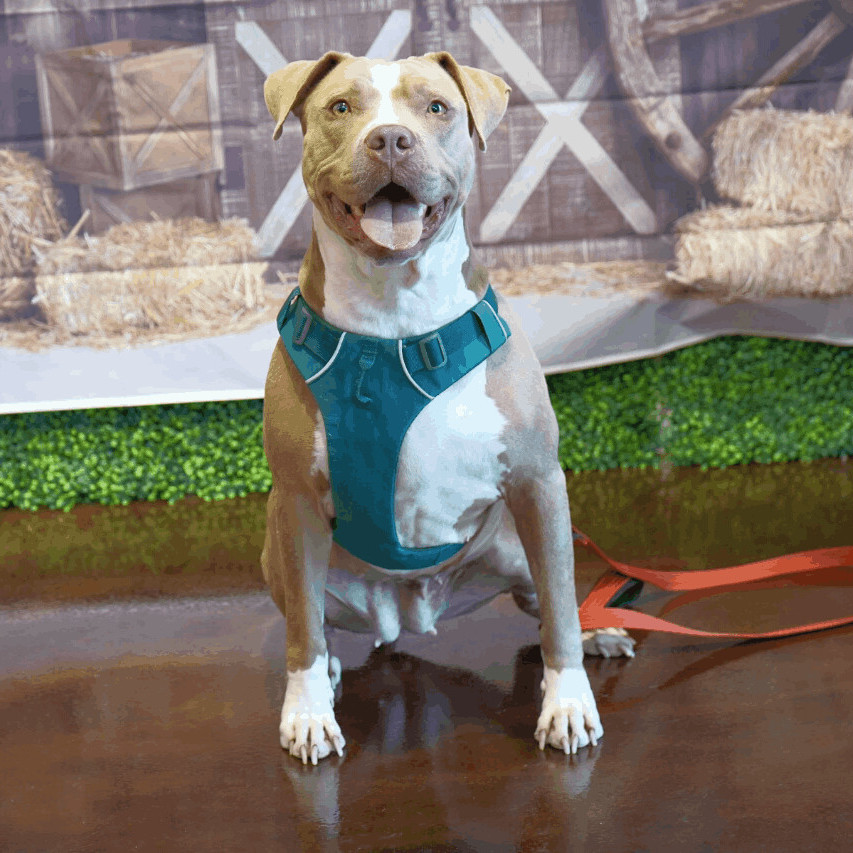 Delilah, an adoptable Pit Bull Terrier in Penfield, NY, 14526 | Photo Image 1