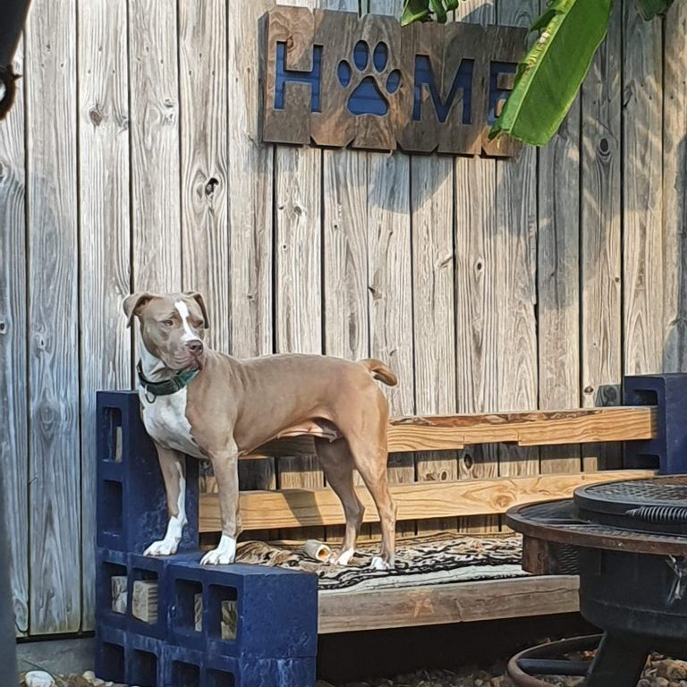 Delilah, an adoptable Pit Bull Terrier in Penfield, NY, 14526 | Photo Image 3