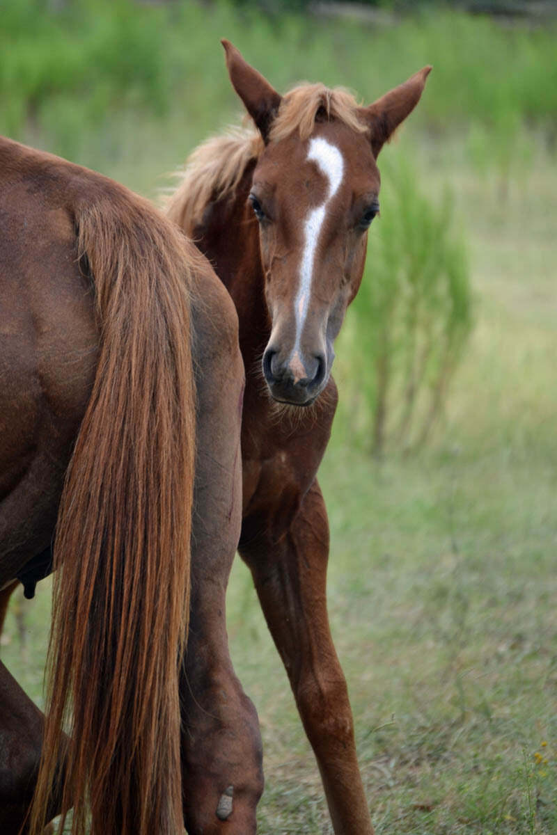 Horse for adoption - Bernie, a Quarterhorse Mix in Cumming, GA | Petfinder