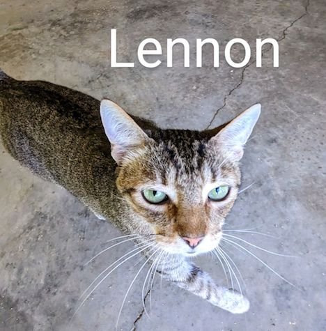 Lennon, an adoptable Domestic Short Hair in Albemarle, NC, 28001 | Photo Image 1