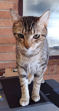 Lennon, an adoptable Domestic Short Hair in Albemarle, NC, 28001 | Photo Image 3