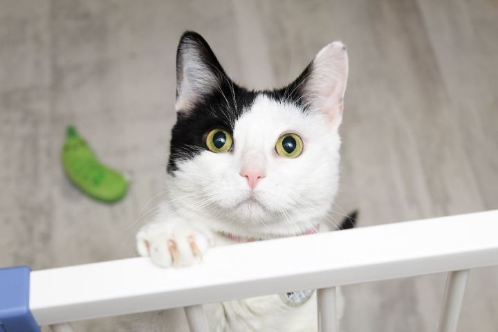 Mochi 1