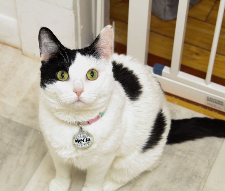 Mochi 2