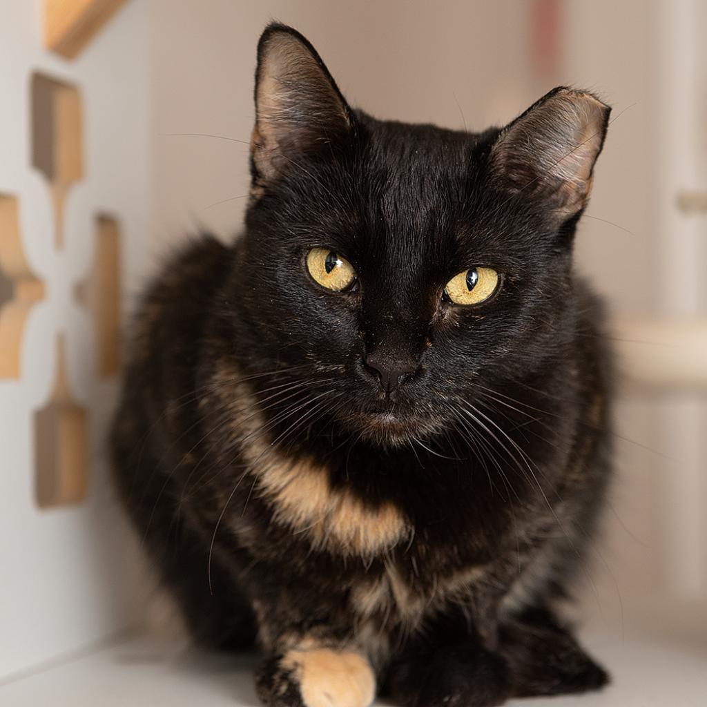 Ryan Reynolds fka Velora, an adoptable Domestic Short Hair in Kanab, UT, 84741 | Photo Image 1