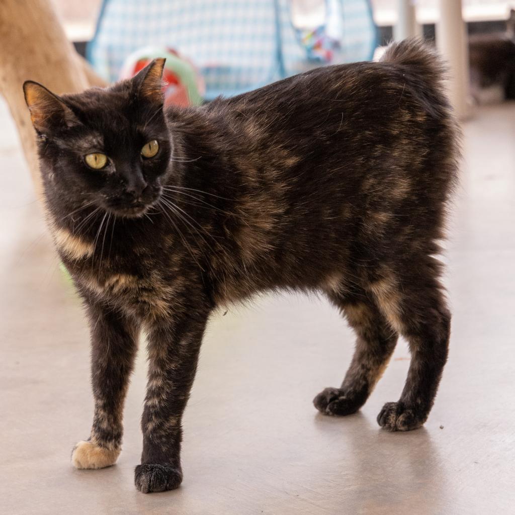 Velora, an adoptable Domestic Short Hair in Kanab, UT, 84741 | Photo Image 3