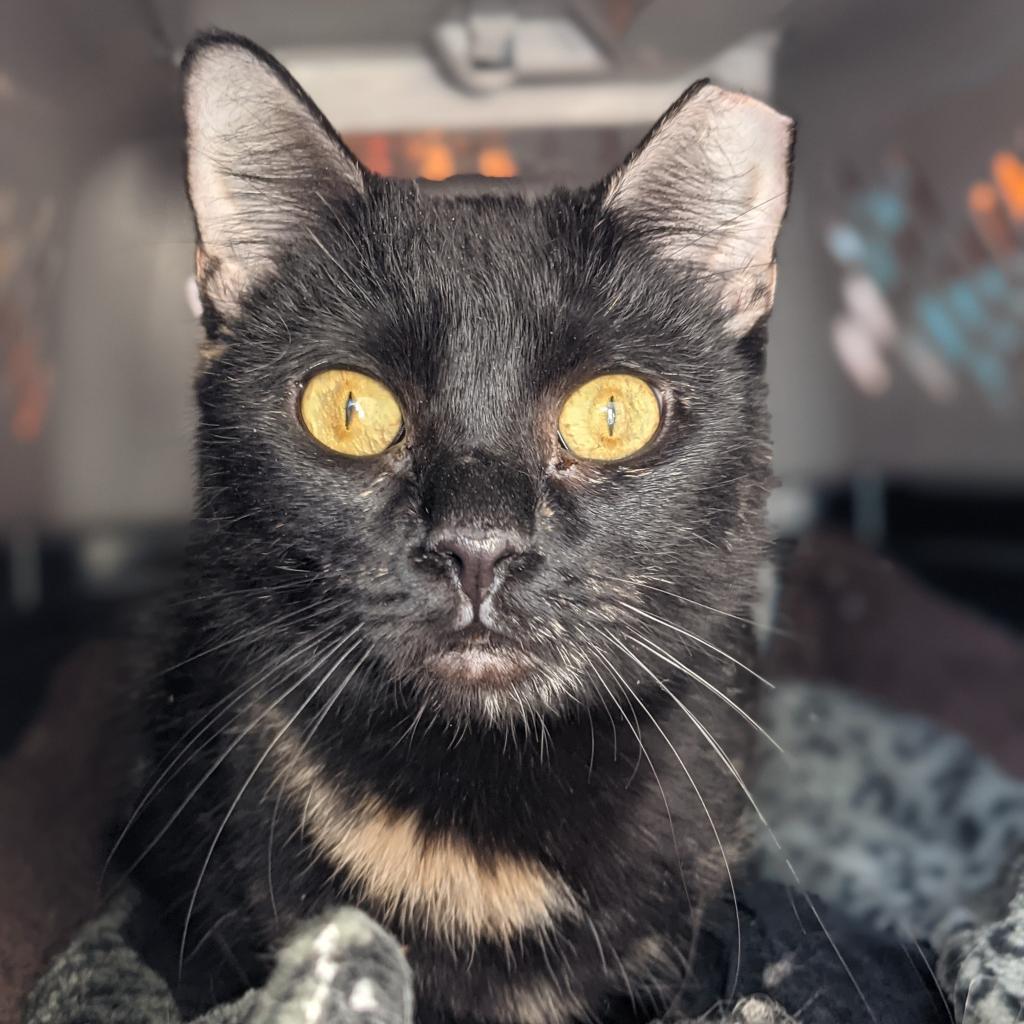 Velora, an adoptable Domestic Short Hair in Kanab, UT, 84741 | Photo Image 4