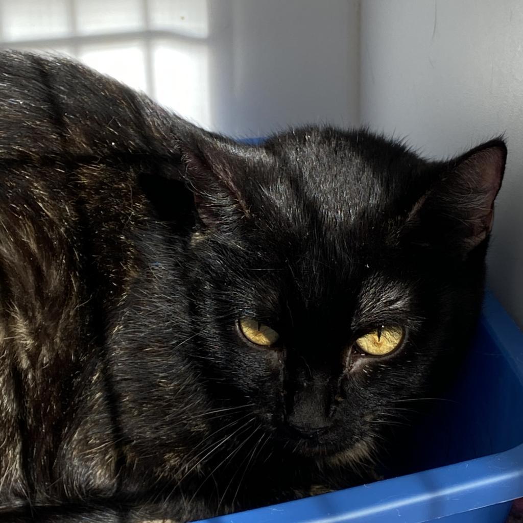 Velora, an adoptable Domestic Short Hair in Kanab, UT, 84741 | Photo Image 5
