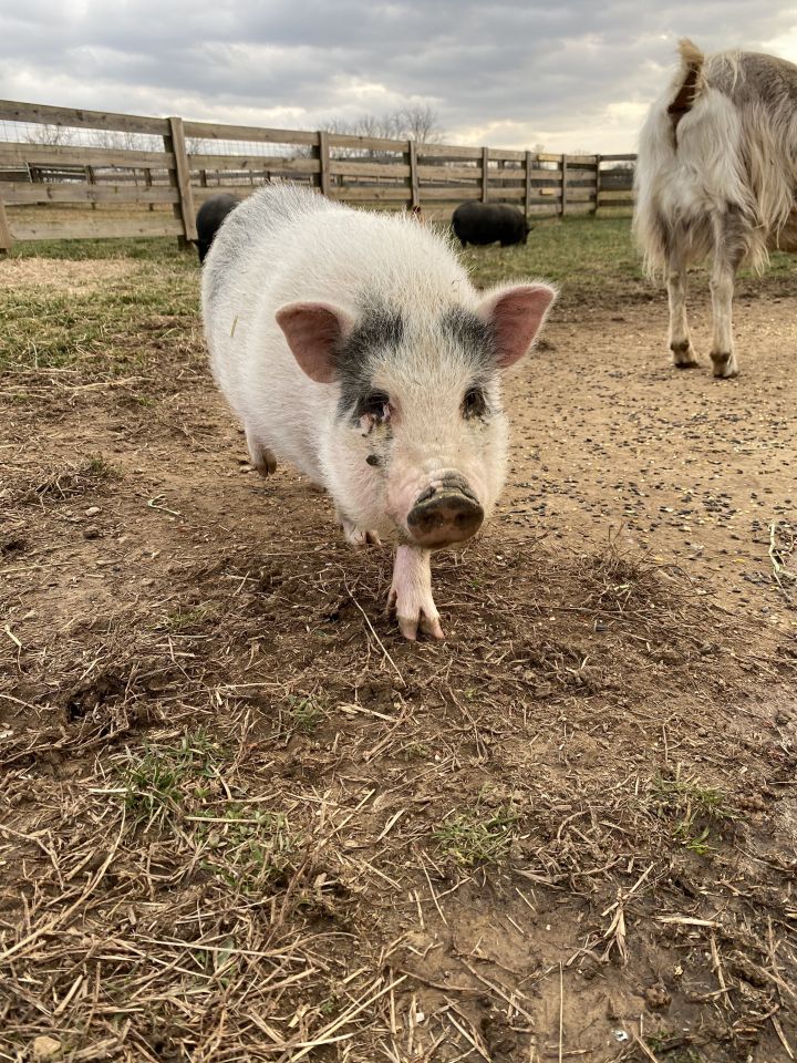  Flemel, Fudge (Current Adoptable Pigs) 4