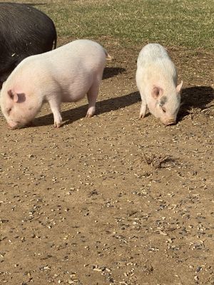  Flemel, Fudge (Current Adoptable Pigs)