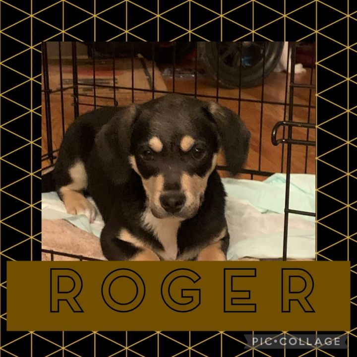 Roger 1